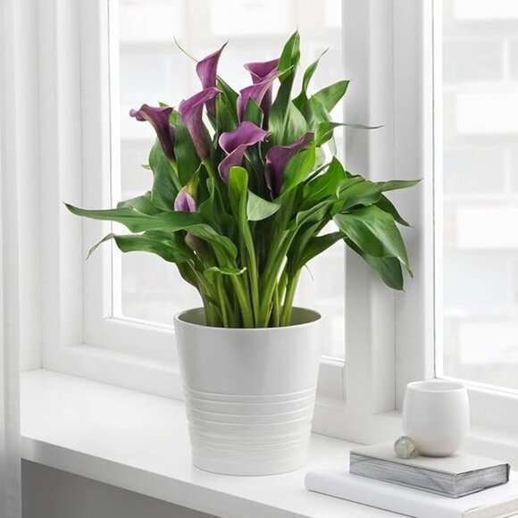 IKEA MUSKOT Plant Pot 17cm - Picture 2 of 12